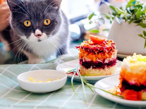 Adult Pet Food for Cats