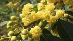 Litsea-olio-essenziale-erboristeria-Eukalia